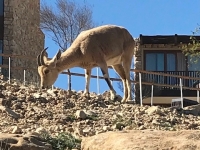 Gross - South - Grazing Ibex-Mitzpe Ramon