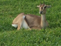 Preminger - South - Jerusalem - Gazelle Valley a